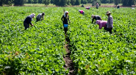 Agriculture-farming.webp.webp