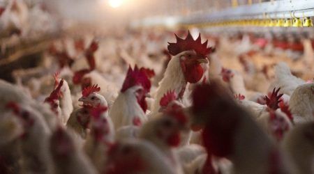 Chicken_Farm.jpg