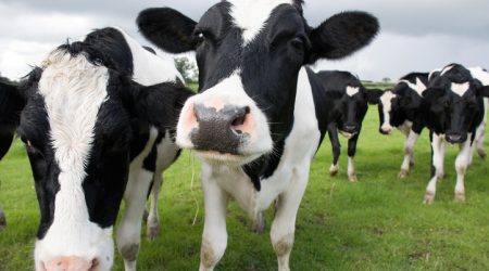 Dairy-cow-istock-damnura.jpg