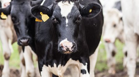 DairyCows.jpg