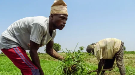 Farmers-working-on-a-plantation.webp.webp