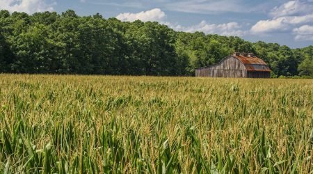 Farmland__corn_barn_farmstead_land.jpg