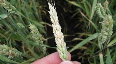 Fusarium-head-blight-USDA.jpg