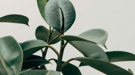 Green-leaves.jpg