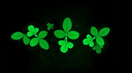 Innerplant.jpg