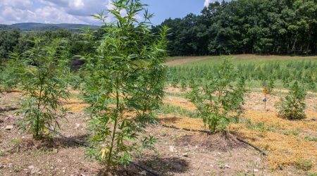 PA_HempFarm_2019-836x627-optimized.jpg
