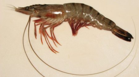 Penaeus_monodon-scaled.jpg