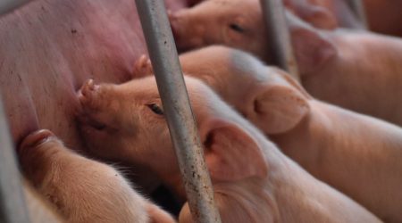 Piglets_pigs_swine.JPG