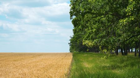 Regenerative-Agriculture-Holistic-Management-farming-problem-concept.-Yellow-field-with-a-blue-sky-a.jpeg