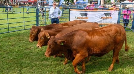 Royal_Heifers.jpg