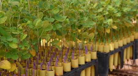 SOYBEAN-PLANT-RESEARCH-UNITED-SOYBEAN-BOARD-PHOTO.jpg
