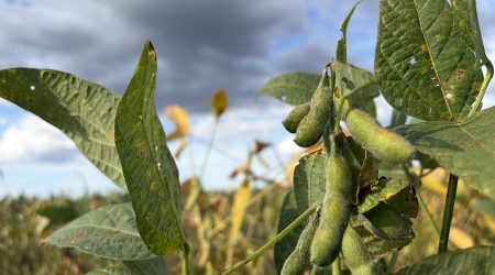 SOYBEANS-BRAZIL-AGRI-PULSE-PHOTO-FEB-2026.jpg