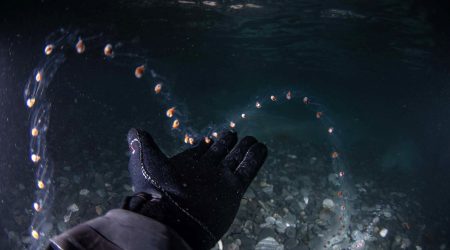 Salps_pillars.jpg