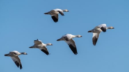 Snow-geese-istock-arlutz73.jpg