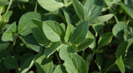USB_nonGMO_higholeicsoy.png
