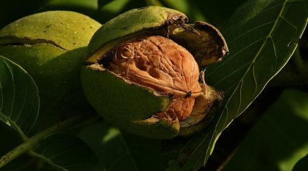 Walnut-836x627.jpg