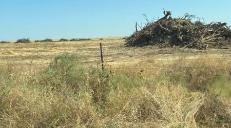 Woody-biomass-Image-credit-The-VINE.jpg