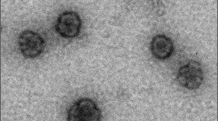 antifungal-nanodiscs-1.jpg