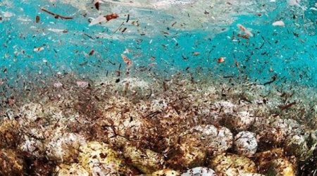 arctic-plastic-floating-microplastics.jpg