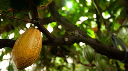 cacao-tree-uc-davis.jpg