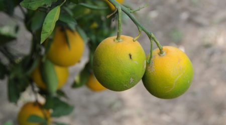 citrus-greening-836x627.jpg