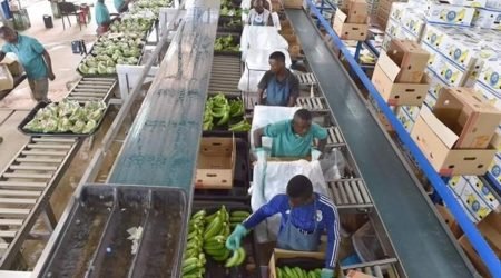 csm_b1-cotedivoire_banana_large_76e748c373-copy.jpg