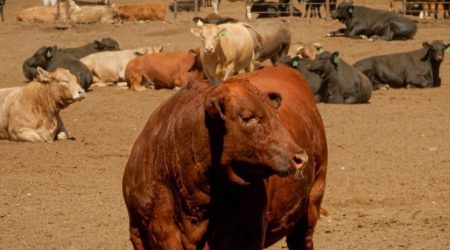 dawn-cattle-feeders-usda-photo-feedlot.jpg