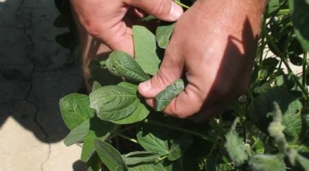 dicamba-damage-ark-AP.jpg