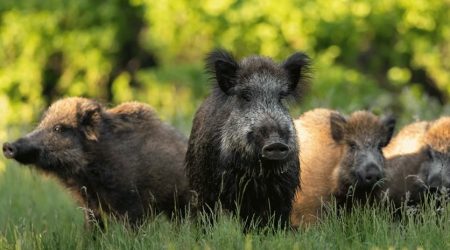 feral-hogs-aphis.jpg