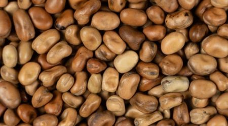 green_spot_tech_01_favabeans_2200x1237.jpg