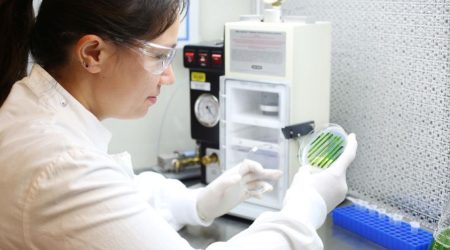 imb-algae-cell-culture-melanie-oey-petriedish-1080w.jpg
