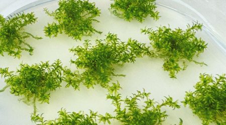 moss-medicines-800x560-m.jpg