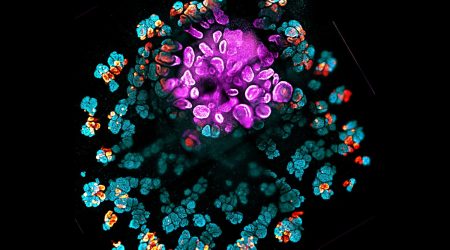 organizer-organoid-more-background-1500x1000-1.jpg