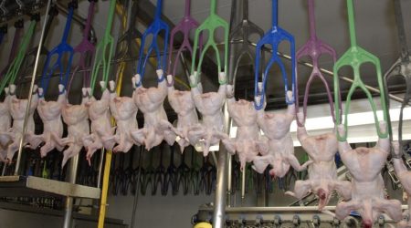 poultry-plant.jpg