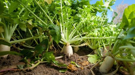 radish_cover_crop.jpg