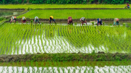 rice-farming-India-iStock-AROYBARMAN.jpg