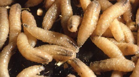 screwworm-USDA-photo-2018.png