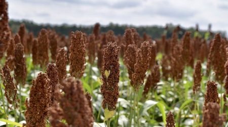 sorghum.jpg