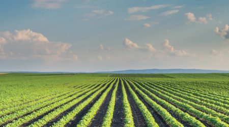 soybean-field-1200x630.jpg