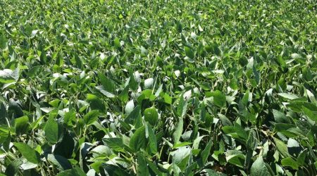 soybean-field1.jpg