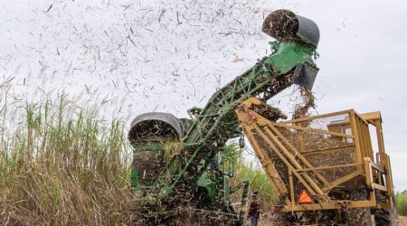 sugarcane-harvest.jpg